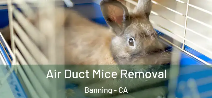  Air Duct Mice Removal Banning - CA